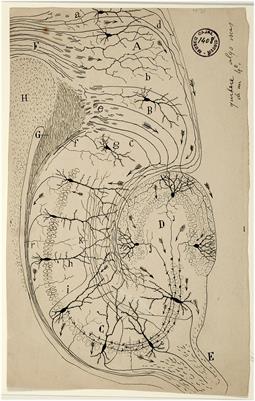 Cajal, the neuronal theory and the idea of brain plasticity